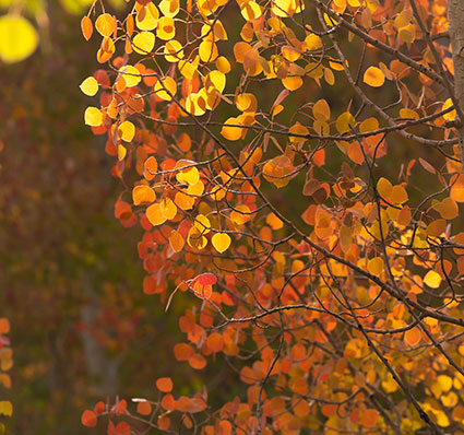 Fall Leaves Blog Post Utah Physical Therapy